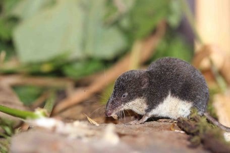 Unter anderem die Groppe hat von den Maßnahmen des LIFE+-Projektes profitiert. Foto: T. Dietsche