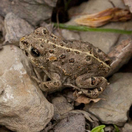 Unter www.naturgucker.de/np-eifel können Besucher Tierbeobachtungen wie Kreuzkröten melden. Foto: A. Pardey