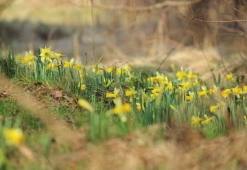 Ursprünglich hatte die wildwachsende Narzisse im westlichen Mitteleuropa ihr Verbreitungsgebiet. Innerhalb Deutschlands kommt sie heute nur noch in der Eifel und im Hunsrück vor. 