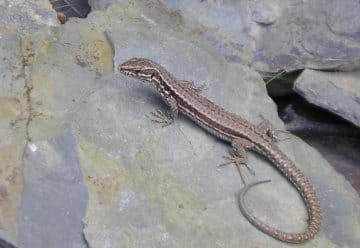 Veranstaltungstipp: Biodiversität mit Leben füllen (PM vom 2. Juni 2010)