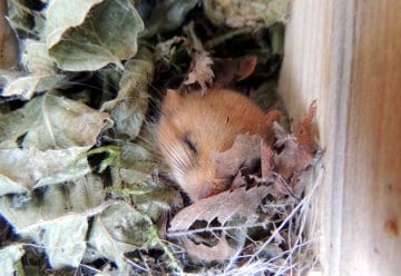 Vier Haselmäuse für den Nationalpark