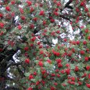 Vogelbeeren im Nationalpark Eifel.