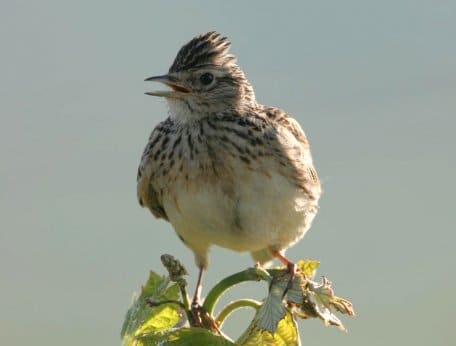 Von März bis Juli schallt der markante Gesang der Feldlerche über die Dreiborner Hochfläche.