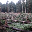 Vor allem in den Fichtenwäldern des südlichen Nationalparks hat der Orkan deutliche Spuren hinterlassen. Die Buchen- und Eichen-Laubwälder haben Kyrill deutlich besser überstanden. Anfang nächster Woche sollen die Wanderwege wieder frei begehbar sein.