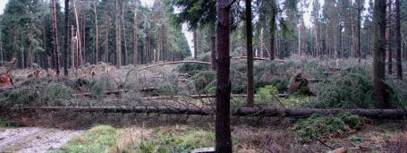 Vor allem in den Fichtenwäldern des südlichen Nationalparks hat der Orkan deutliche Spuren hinterlassen. Die Buchen- und Eichen-Laubwälder haben Kyrill deutlich besser überstanden. (Quelle: S. Wilden)