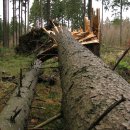 Vor allem in den Fichtenwäldern des südlichen Nationalparks hat der Orkan deutliche Spuren hinterlassen. Die Buchen- und Eichen-Laubwälder haben Kyrill deutlich besser überstanden. Anfang nächster Woche sollen die Wanderwege wieder frei begehbar sein.