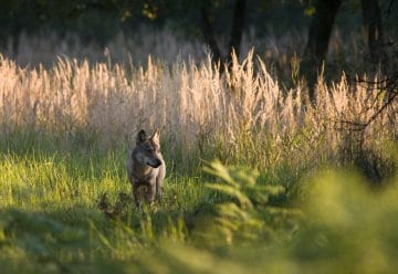 Vortrag in Nationalpark-Schule Eifel: „Lebensräume für Wolf, Luchs und Wildkatze“