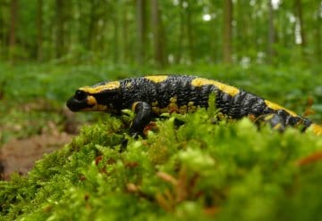 WDR: „Abenteuer Erde: Urwald von morgen – Nationalpark Eifel“