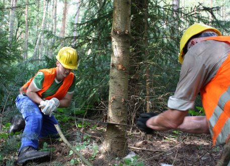 Während ihres Aufenthaltes helfen die Teilnehmer des Bergwald-Arbeitsurlaubes bei der Entnahme von nicht heimischen Nadelbäumen wie den nordamerikanischen Douglasien.
