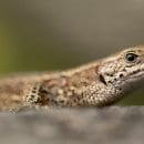 Wald, Wasser und Wildnis sind mit ihren facettenreichen Inhalten der perfekte Ort, um fotografische Ideen umzusetzen.