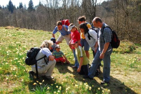 Waldführertour zu den Narzissen Wiesen