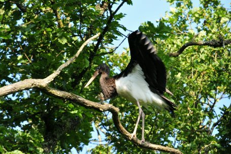 War in Deutschland fast ausgestorben: Der Schwarzstorch.
