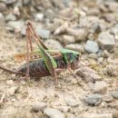 Warzenbeißer (Quelle: A. Pardey)