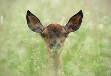 Was tun, wenn man ein Kitz oder Kalb findet?