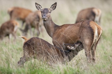 Wer als Revierjägerin/Revierjäger tätig ist, übernimmt Verantwortung für einen artenreichen und gesunden Bestand an Wildtieren - wie hier beim Rothirsch.