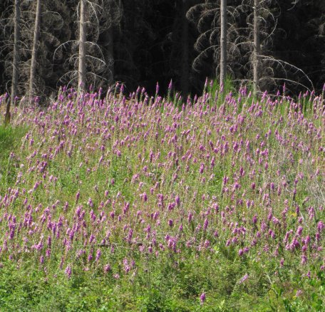 Werden ältere Fichtenbestände lichter, können sich kleinflächig Hochstaudenpflanzen wie der Rote Fingerhut ansiedeln.