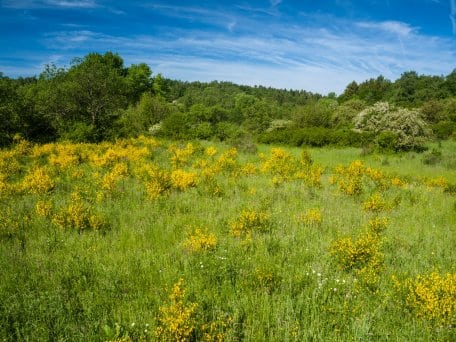 Wet, often saturated meadows in shaded valley locations provide different options to dry meadows on elevated plains.