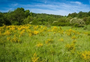 Wet, often saturated meadows in shaded valley locations provide different options to dry meadows on elevated plains.