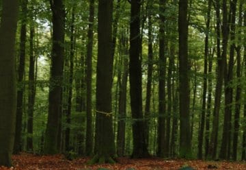 Wie viele Bucheckern gehen der Nationalparkverwaltung ins Netz?