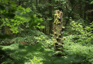 „Wilde Eifel“ an Weihnachten 