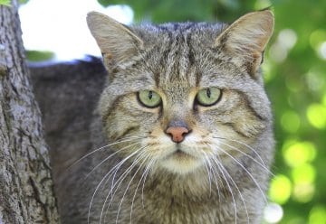 Wilde kat, middelste bonte specht, edelhert, ijsvogel, zwarte ooievaar, muurhagedis en verschillende zeldzame vleermuissoorten voelen zich hier op hun gemak.