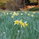 Wildnarzissen im Nationalpark Eifel.