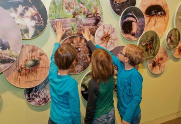 Wildnis aus Wasser und Wald - Ferienspaß im Nationalpark-Zentrum Eifel