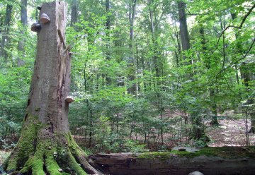 „Wildnis“ für Alle im Nationalpark Eifel