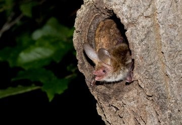Wildnis schafft Vielfalt im Nationalpark Eifel 