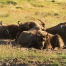 Wisente in einem Gehege des weißrussischen Nationalparks Belovezhskaya Pushcha. Bildautor: M. Wetzel
