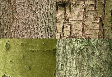 Wochenend-Tipp: Rangertouren im Nationalpark Eifel