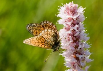 Zum Tag des Artenschutzes: Randring-Perlmutterfalter findet in Bachtälern im Süden des Nationalpark Eifel Heimat
