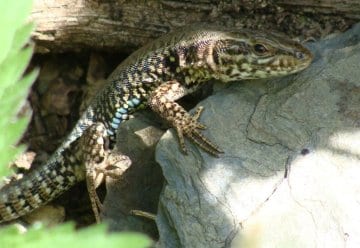 Zum &quot;Internationalen Tag der biologischen Vielfalt&quot;
