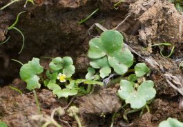 efeublättr hahnenfuß_ranunculus hederaceus_funkenbachtal_dhf_170602_01_pardey.jpg