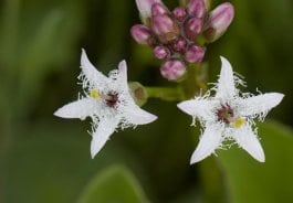 fieber-klee_menyanthes trifoliata_blütenstand_mühlenbachtal_dreiborner hochfläche_120612_02.jpg