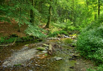 n veel van deze door bos-, water- en wildernis bepaalde leefomgevingen komen dierlijke, paddenstoel- en plantensoorten voor, die in de Eifel maar ook in Noordrijn-Westfalen in hun bestaan worden bedreigd.