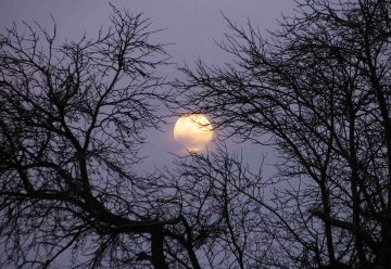 &quot;Wildnis(t)räume&quot; im Mondlicht