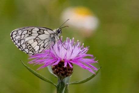 schachbrett_melanargia galathea_walberhof_dreiborner hochfläche_100706_3.jpg