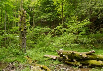 totholz_wüstebachtal_dedenborn_130605_02.jpg